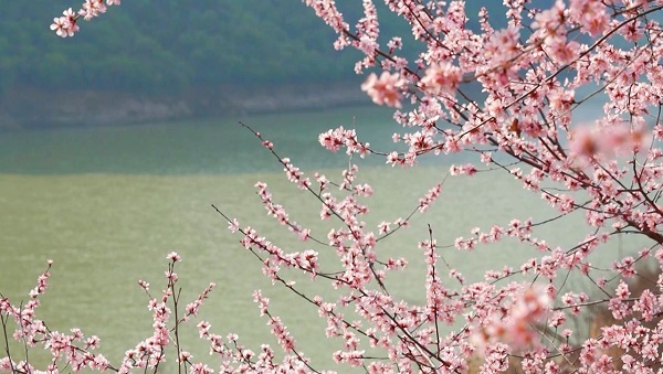 春天里的陕西 | 郑国渠旅游风景区：绿水青山桃花开